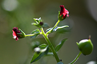 Scrophularia auriculata Scrophularia auriculata